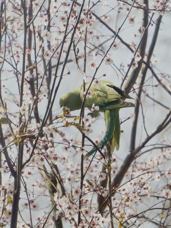 Halsbandparkiet nieuwe lente aan de Amstel