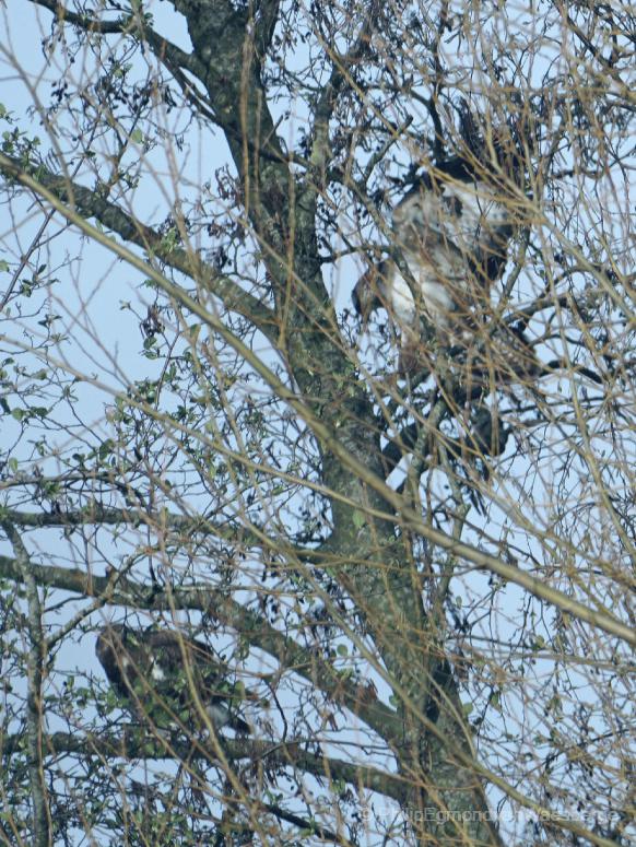 Boom territorium  van de  Buizerd 