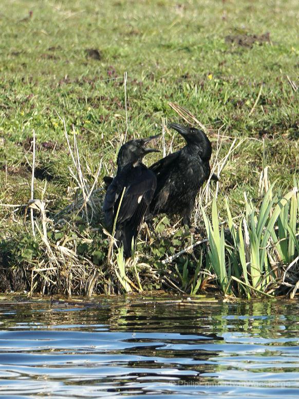 Mannelijke Kraai  domineert de  vrouw Kraai  - de Vechtplassen