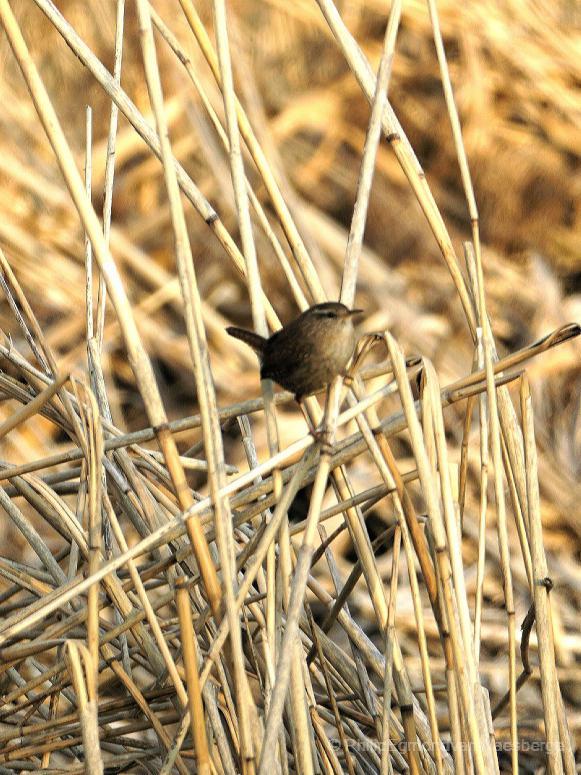 Winterkoning in het riet