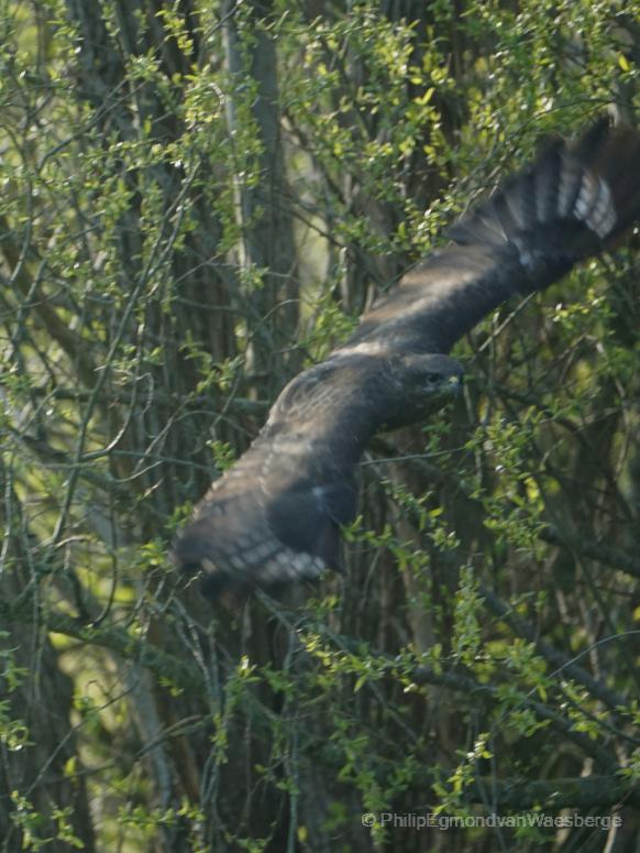 Buizerd in vlucht Ouderkerk aan de Amstel