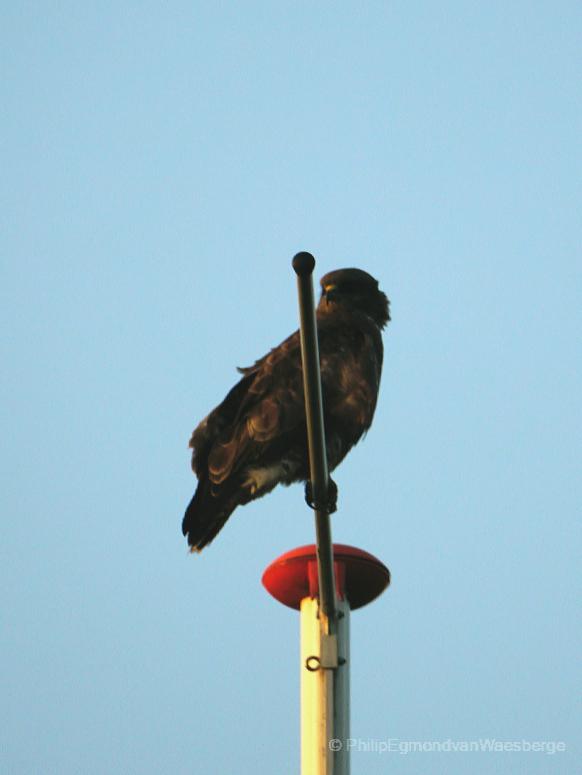 Buizerd  bij de Jozef Israelskade 