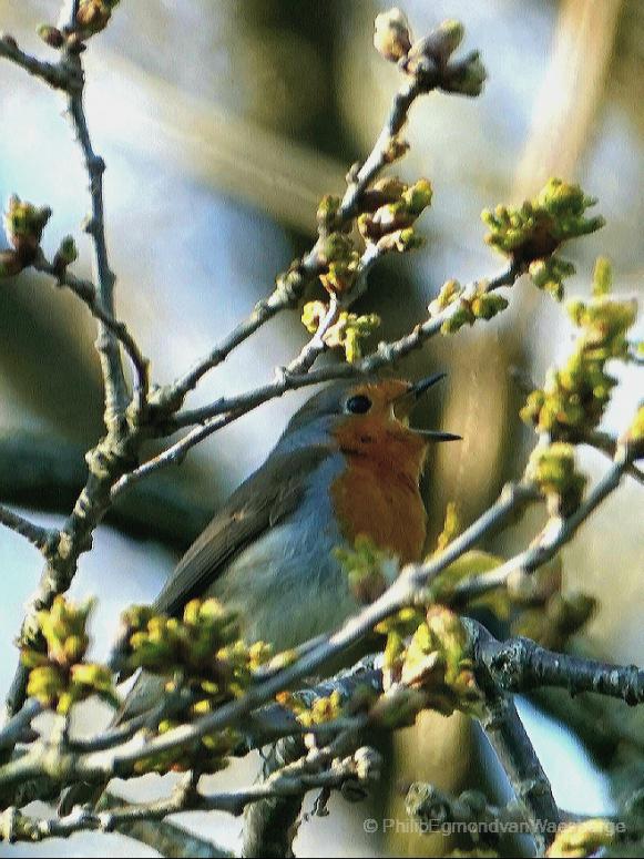 Roodborst zingt er vrolijk op los