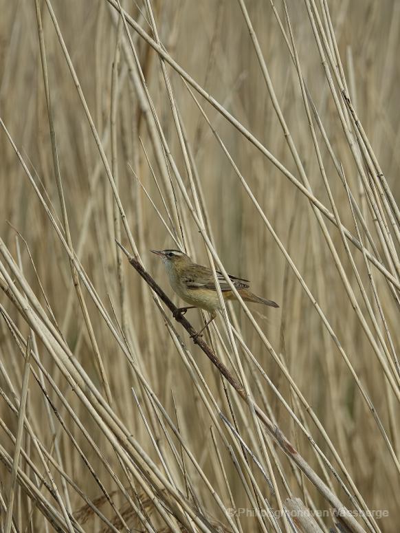 Grote karekiet aan de Amstel tussen het riet