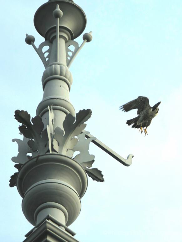 Slechtvalk man vanaf een torenspits centrum Amsterdam