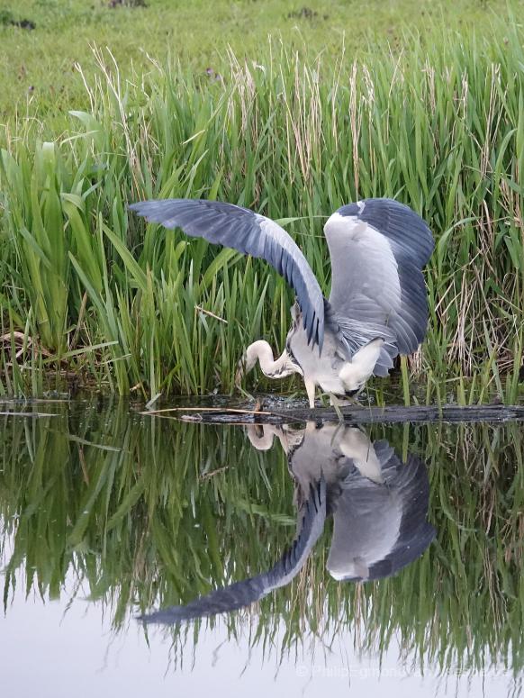 Blauwe reiger  - Middelpolder Amstelveen