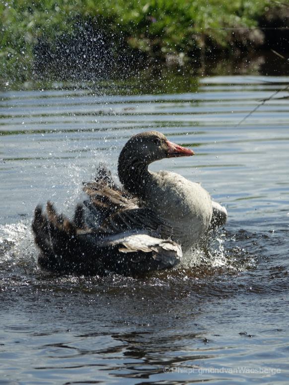 Gans wast zich al spetterend in de polder