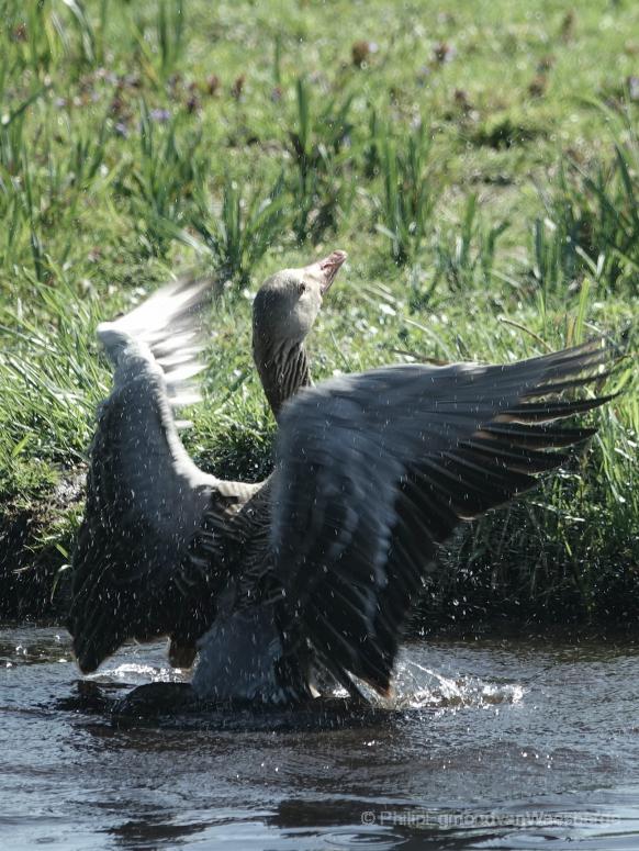 Grouwe gans strekt zich middelpolder Amstelveen