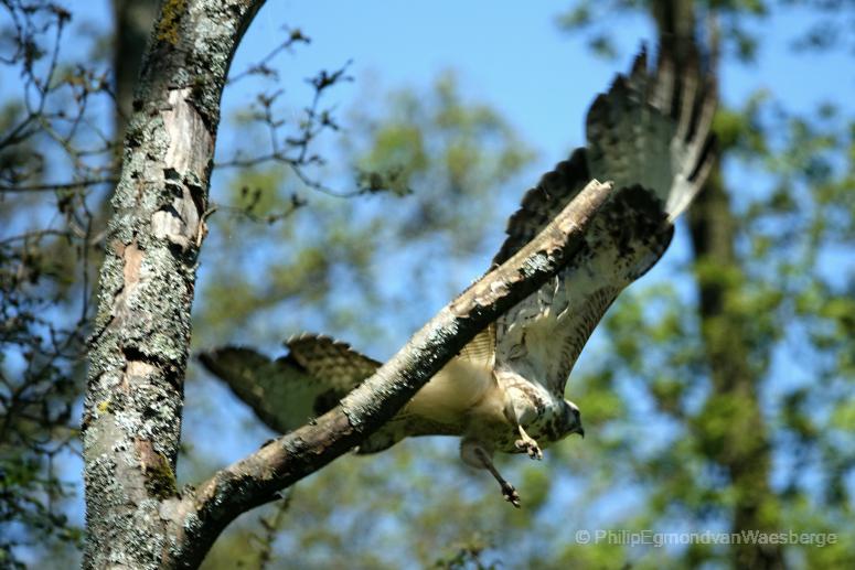 Buizerd Ouderkerk aan de Amstel