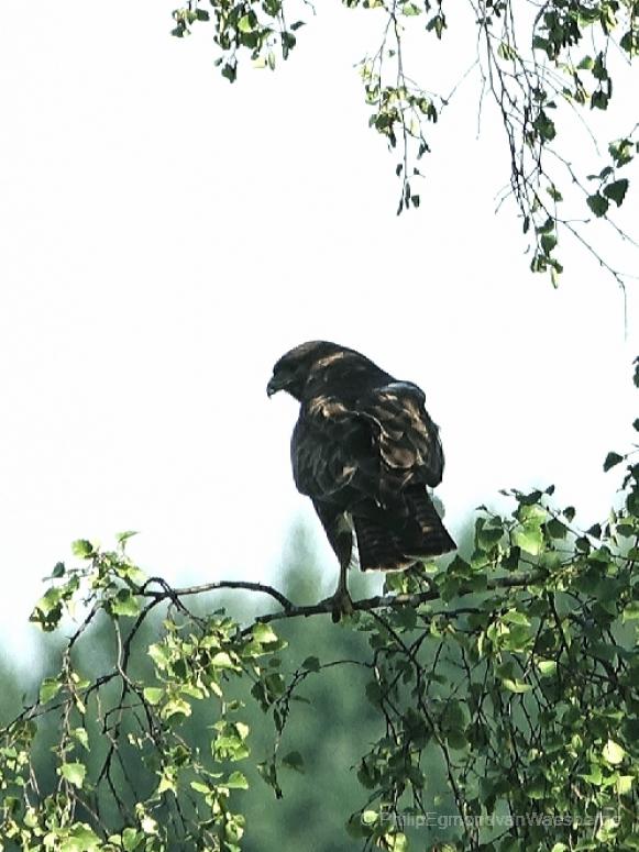 Buizerd adult aan De Amstel