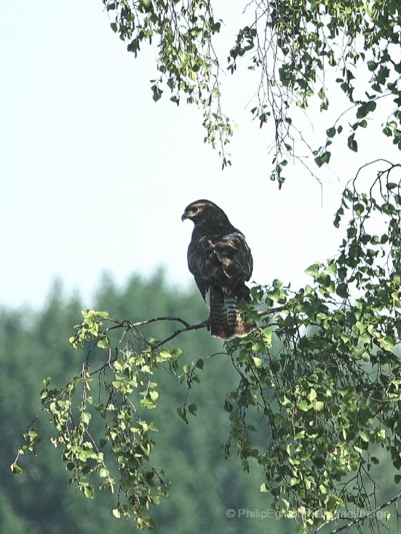 Buizerd  vlakbij de Amstel Amsterdam