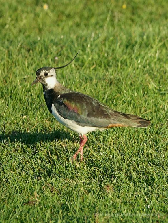 Kievit in de polder