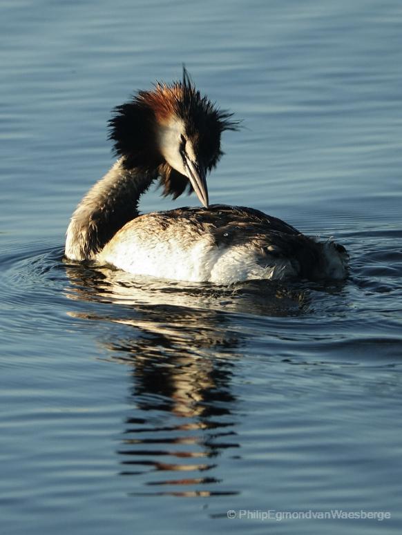 Jonge fuut in de polder