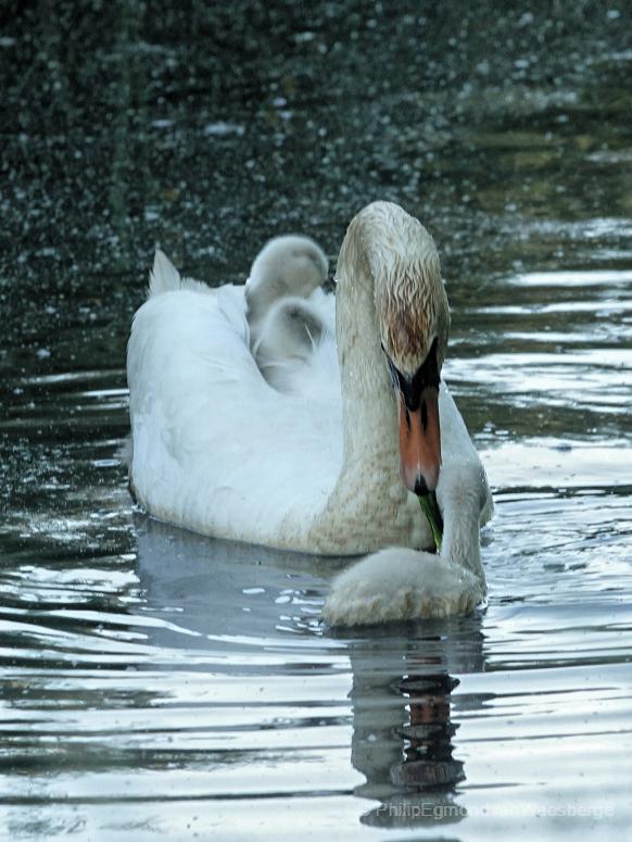 Knobbelzwaan met jongen aan de Amstel