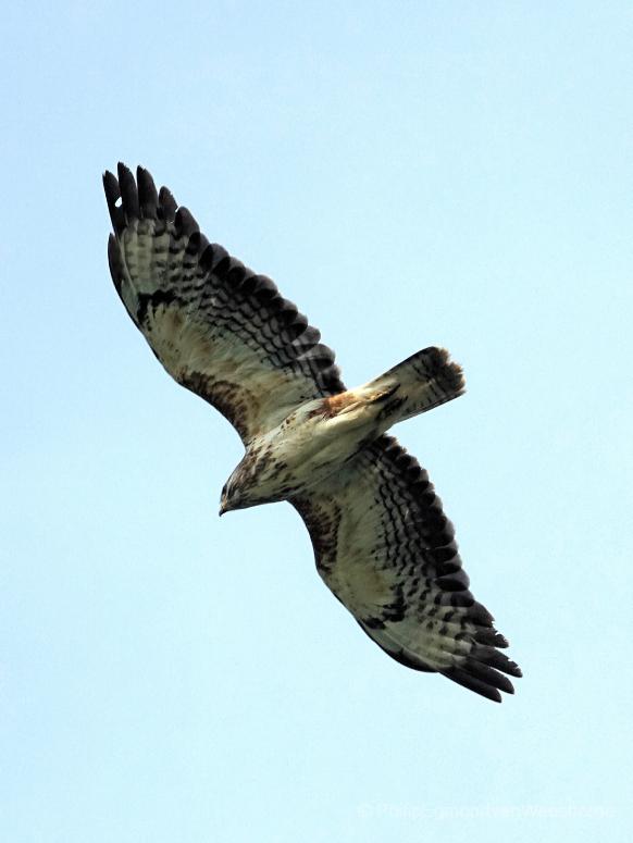 Buizerd bij ouderkerk aan de Amstel