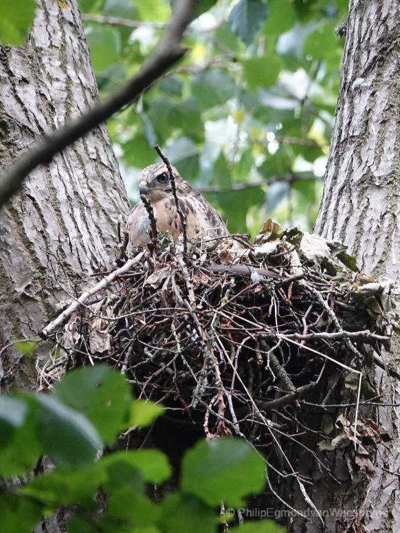 Buizerd jong ongeveer twee maanden oud