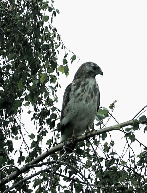 Buizerd vlakbij haar nest aan de Amstel