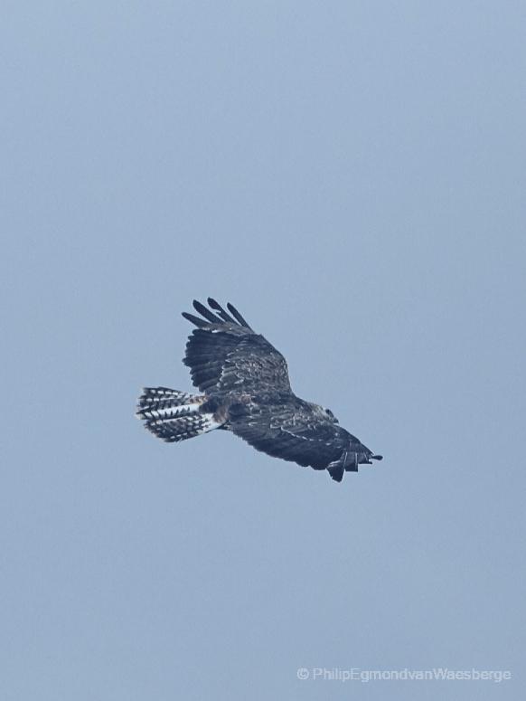 Buizerd bij de Amstel Amsterdam