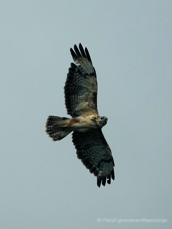 Buizerd Ouderkerk aan de Amstel