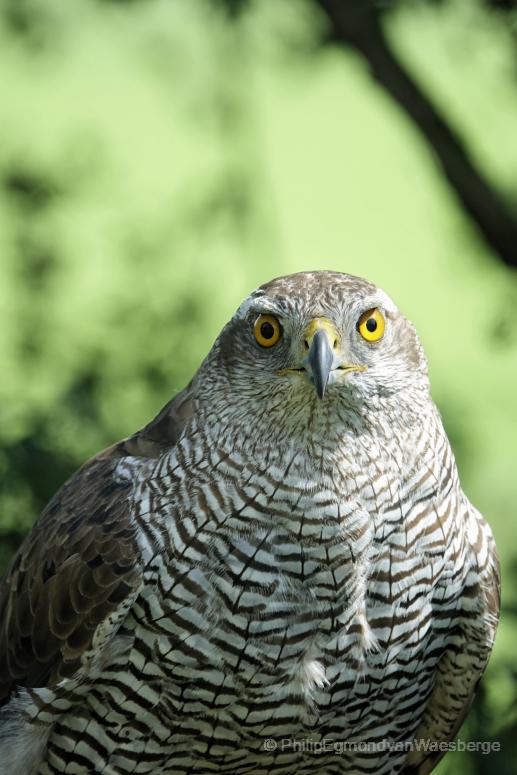 Havik en face Adult vrouw Middenbeemster