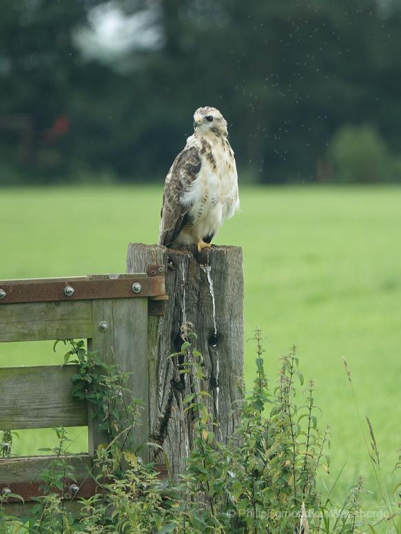 Juf. Buizerd Nabij de Amstel