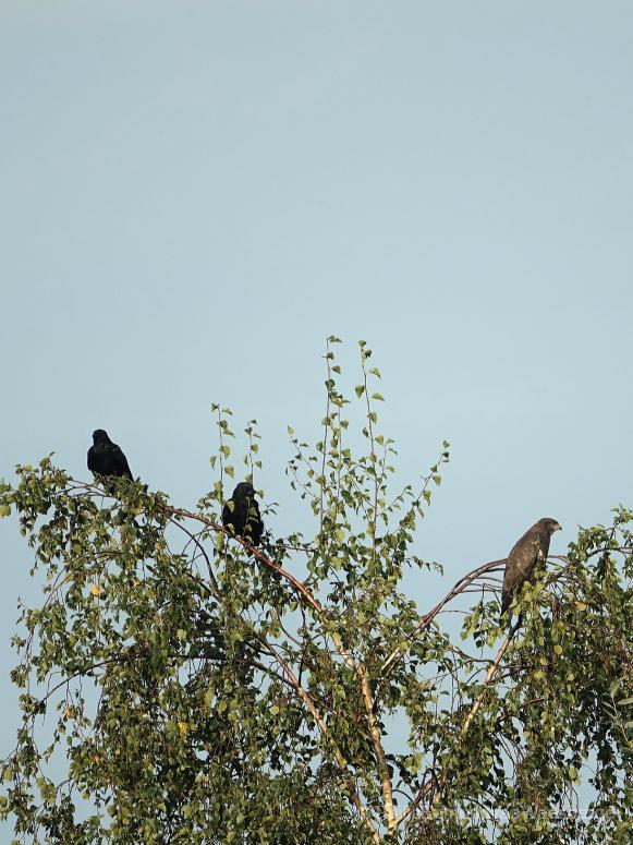 Buizerd en Kraaien delen territorium