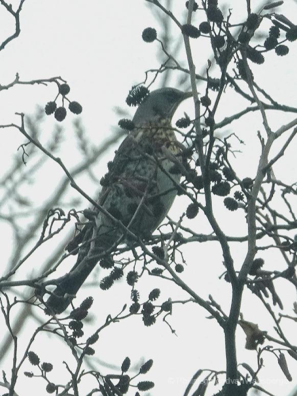 Kramsvogel een wintergast bij de Waver