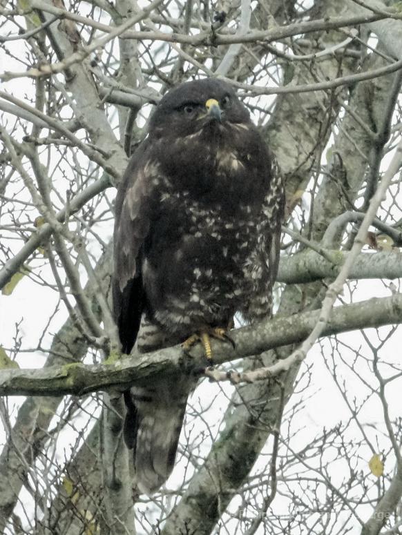 Buizerd  juv. aan de Amstel 