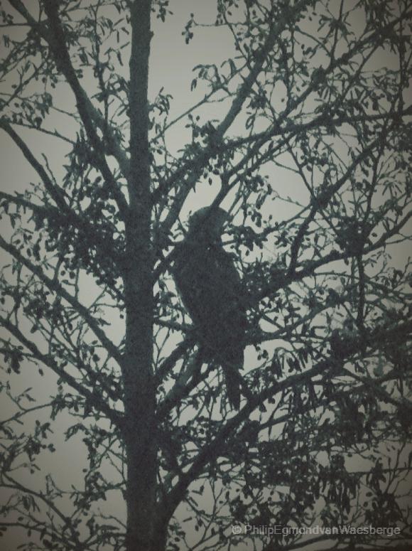 In de mist net voor de duisternis volwassen man Havik klaar voor de jacht vlakbij Amsterdam