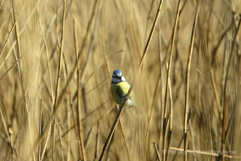 Pimpelmees tussen het riet