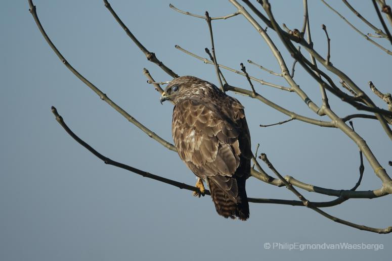 Buizerd altijd een scherpe blik aan de Amstel