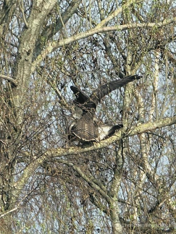 Buizerd paren