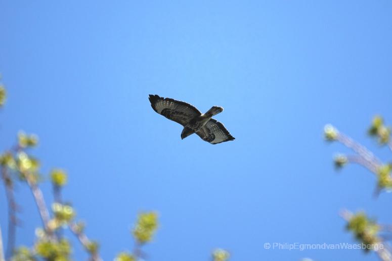 Buizerd aan de Amstel