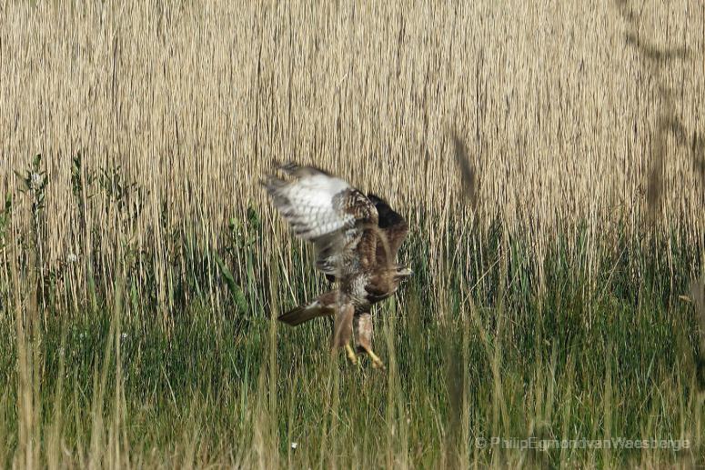 Buizerd Ouderkerk aan de Amstel