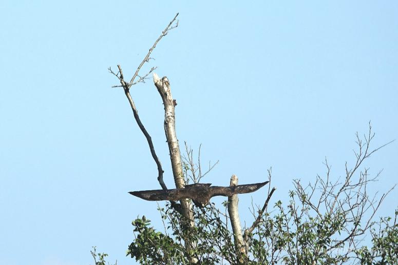 Buizerd bij de Waver