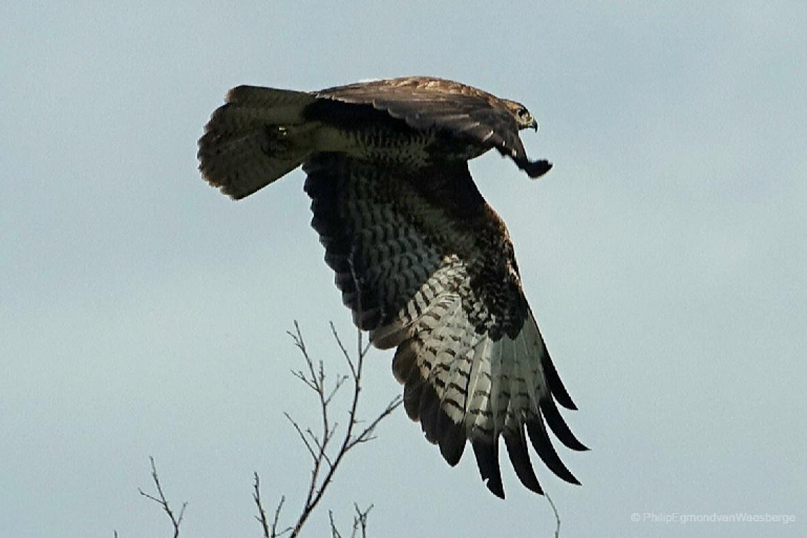 Buizerd aan de Amstel