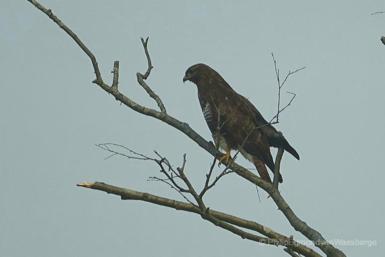 Buizerd Bovenkerk