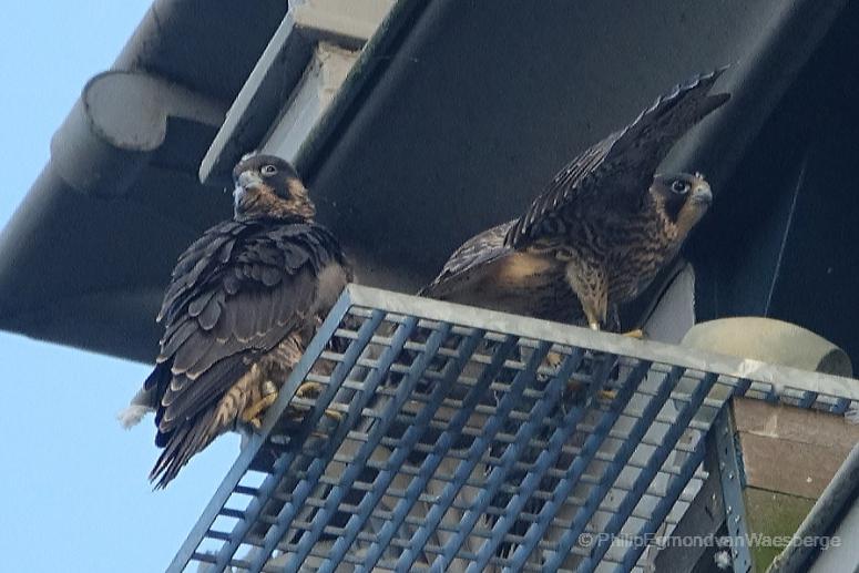 Twee juvenile slechtvalken rijksmuseum Amsterdamj 