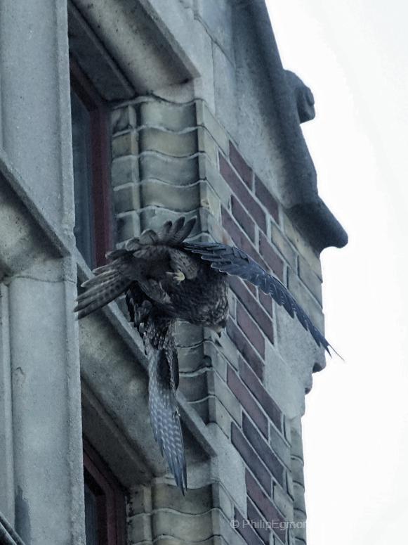 Juv slechvalk ongeveer zes weken oud bij het Rijksmuseum Amsterdam