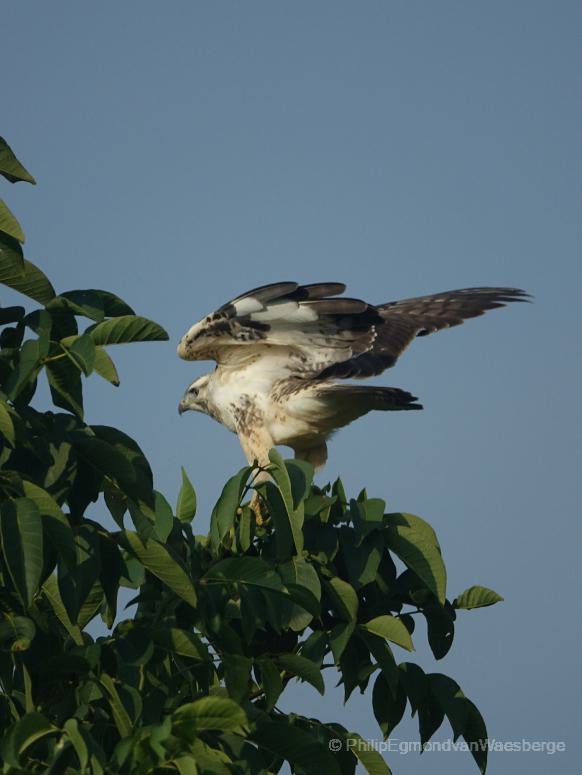 Buizerd Middelpolder 