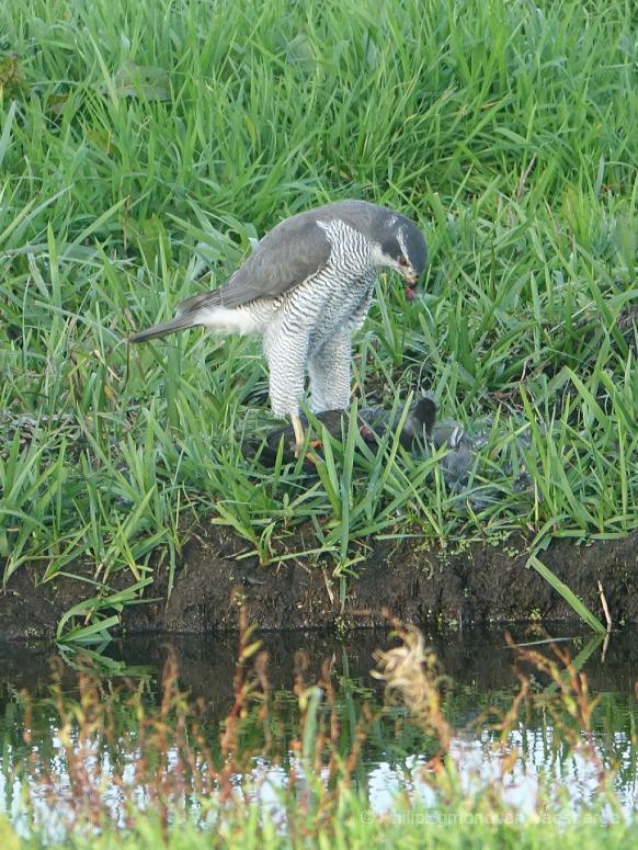 Havik met een geslagen meerkoet Landje van Geijsel 