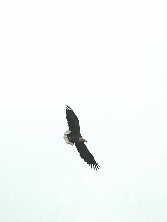 Zeearend boven het landje van Geijsel vlakbij Ouderkerk aan de Amstel