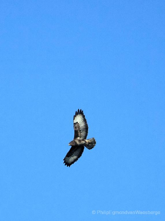 Buizerd Nabij de Amstel