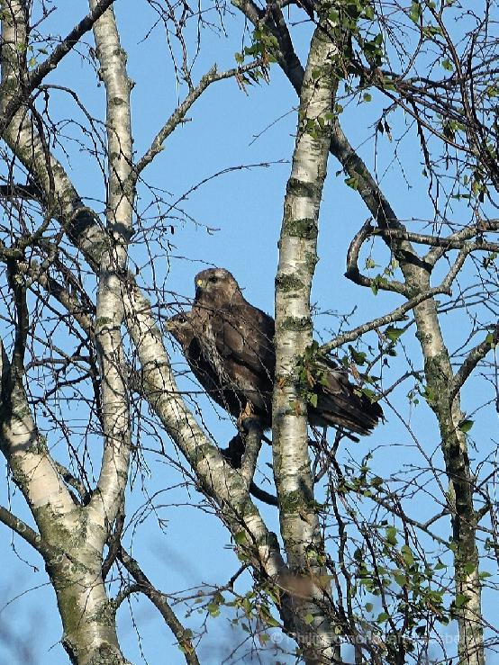 Koppel Buizerds aan de Amstel