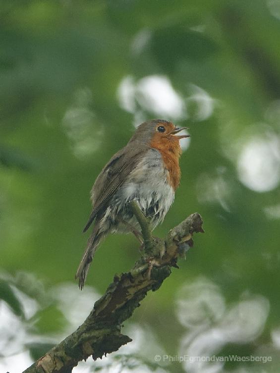 Roodborst aan de Amstel