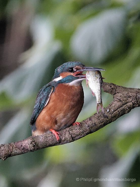 IJsvogel Amstelglorie Amsterdam 