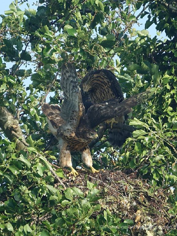 Juvenile Havik op horst Amsterdam