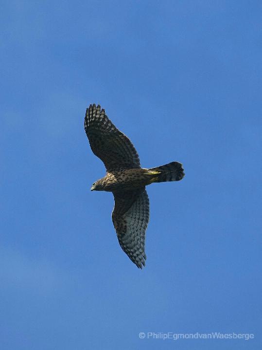 Juvenile havik ongeveer vier maanden oud