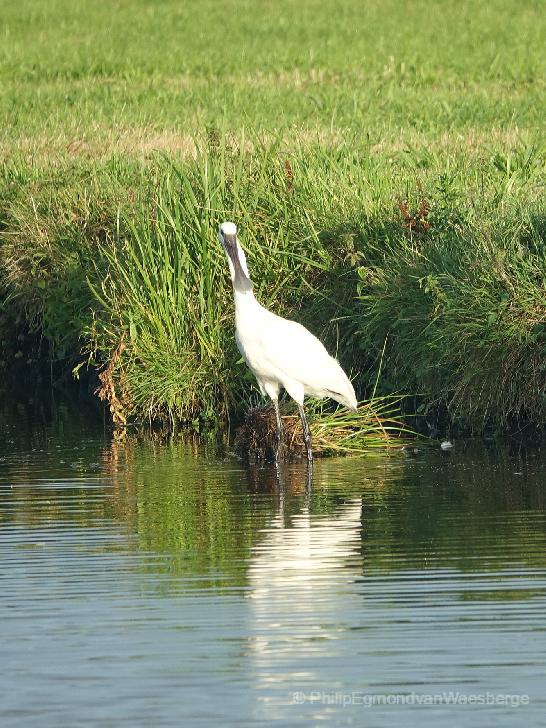 Lepelaar middelpolder