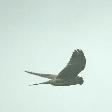 vogels4